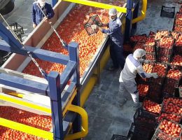 کارخانه رب گوجه