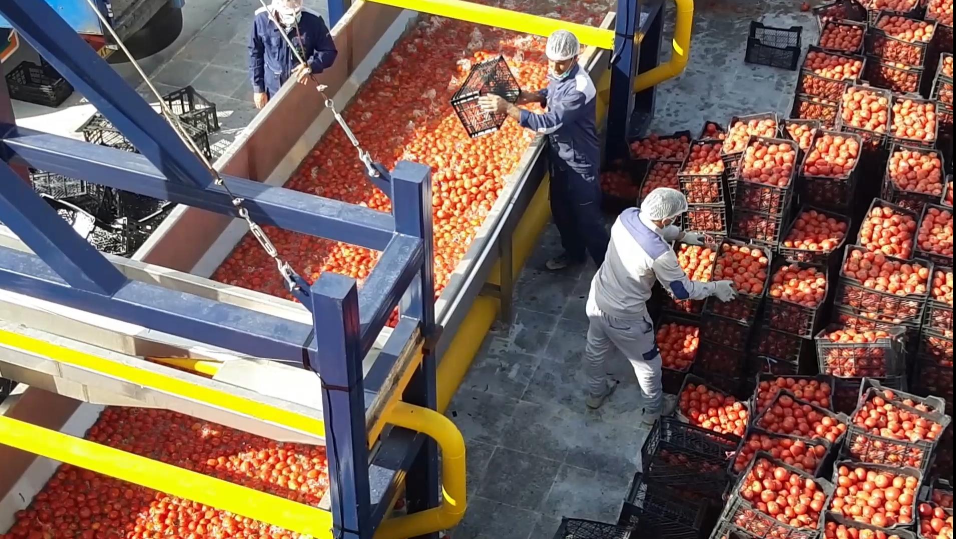 کارخانه رب گوجه